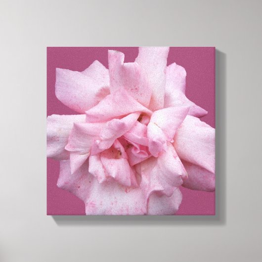  roze roos Mooie eenvoudige moderne beeldende kuns Canvas Afdruk (Voorkant)