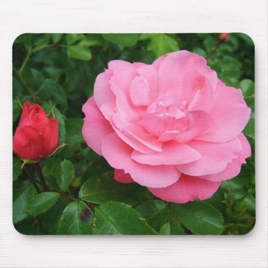 roze roos muismat (Voorkant)
