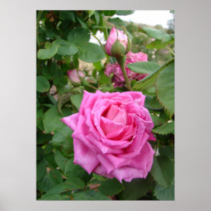 Roze  Roos Natuur Tuin Poster