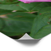 Roze  Roos Natuur Tuin Poster (Hoek)