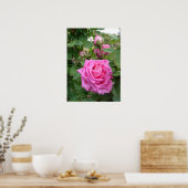 Roze  Roos Natuur Tuin Poster (Keuken)