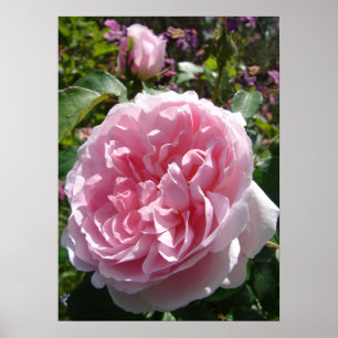 Roze  Roos Natuur Tuin Poster