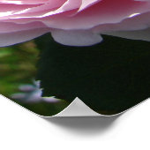 Roze  Roos Natuur Tuin Poster (Hoek)