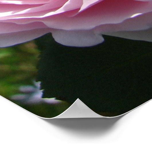 Roze  Roos Natuur Tuin Poster (Hoek)