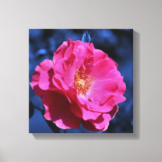 Roze roos op blauwe tint bloem canvas afdruk (Voorkant)
