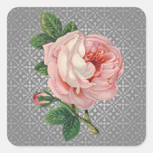 Roze Roos op Grijze Spotlight  Vintage Vierkante Sticker (Voorkant)