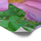 Roze Roos Poster (Hoek)