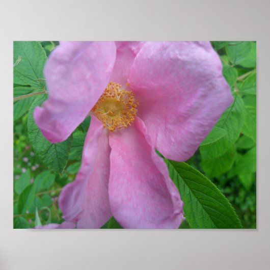 Roze Roos Poster (Voorkant)
