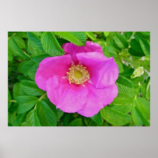 Roze Roos Poster (Voorkant)