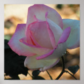 Roze Roos Poster (Voorkant)