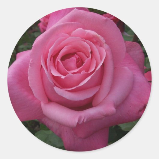 Roze Roos Ronde Sticker (Voorkant)