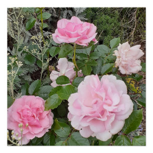 Roze Roos Rozen Bloem Bloemisterij Tuin Radox Boek Perfect Poster