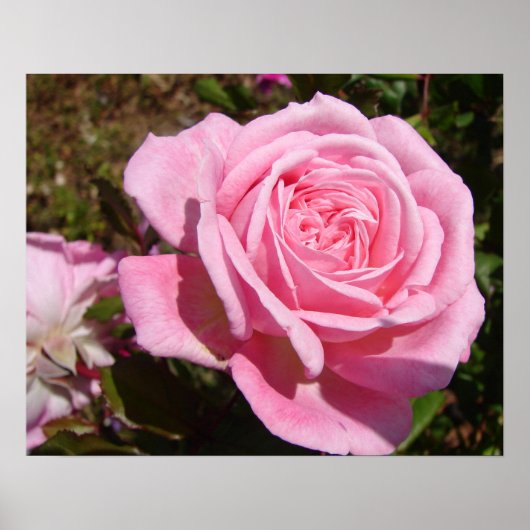 Roze Roos Rozentuin Lente Bloem Tuin Poster (Voorkant)