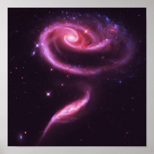 Roze Roos Stelsels Poster (Voorkant)