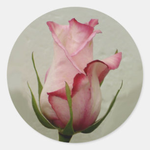 Roze roos sticker