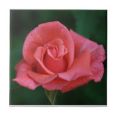 Roze Roos Tegeltje (Voorkant)