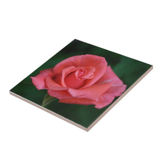 Roze Roos Tegeltje (Zijkant)