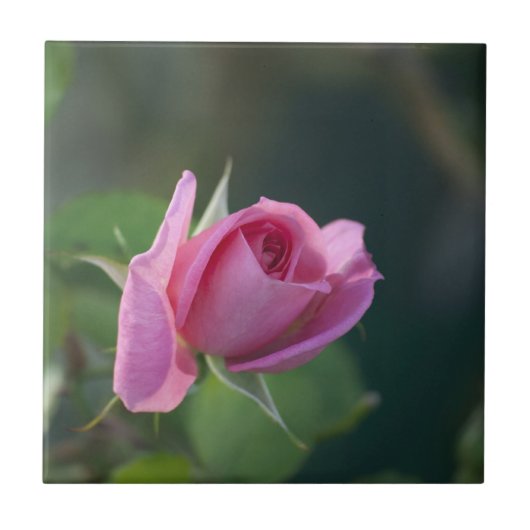 Roze Roos Tegeltje (Voorkant)