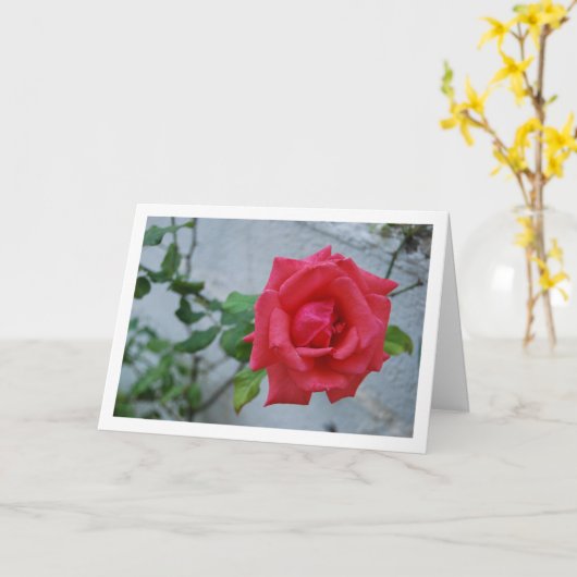 Roze roos tegen witte muur kaart (Gele Bloem)