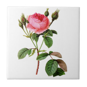 Roze Roos van Cabbage door Pierre Joseph Redoute Tegeltje
