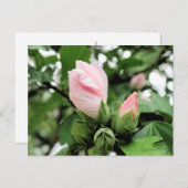 Roze roos van Sharon Bud in de lente Briefkaart (Voorkant / Achterkant)