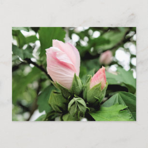 Roze roos van Sharon Bud in de lente Briefkaart