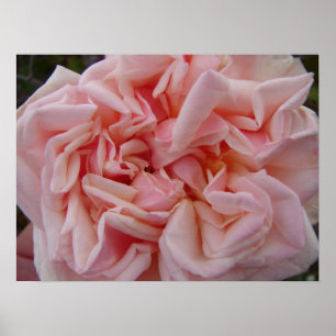 Roze Roos Vintage bloemen Poster