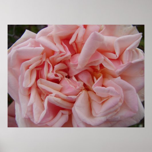 Roze Roos Vintage bloemen Poster (Voorkant)