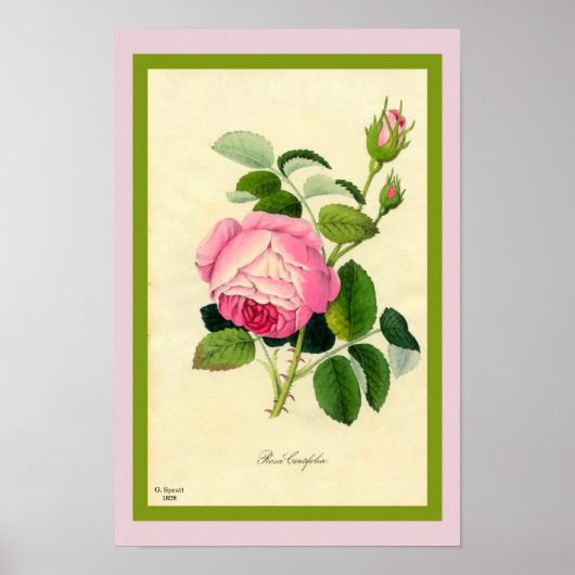 Roze Roos voor vuilnis Afdrukken van  1828 Art Bea Poster (Voorkant)