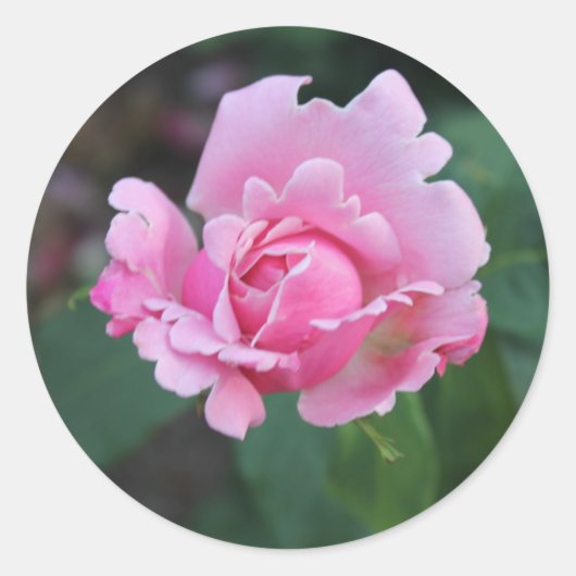Roze Roosknop Ronde Sticker (Voorkant)