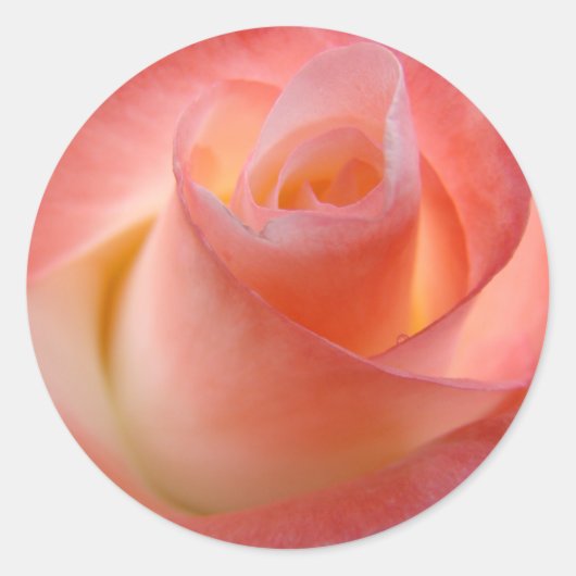 Roze roosstickers Envelopstickers zegels Bloem (Voorkant)