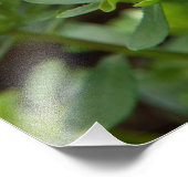 Roze roosters bloemen foto afdruk (Hoek)