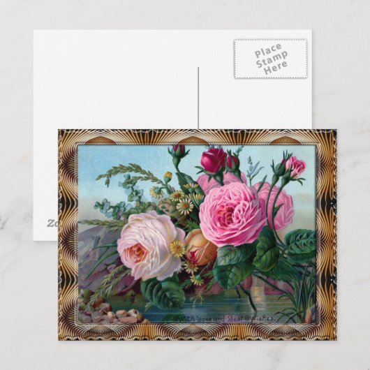 Roze Rosa Centifolia Briefkaart (Voorkant / Achterkant)