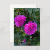 Roze Rosa Rugosa Notitiekaartje (Voorkant / Achterkant)