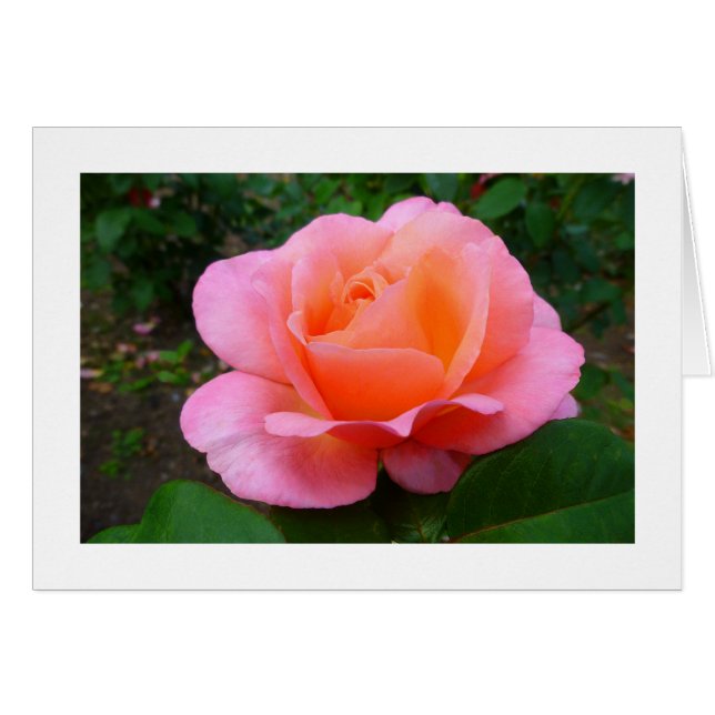 Roze Rose (Voorkant Horizontaal)