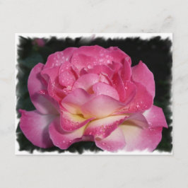 Roze Rose