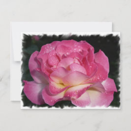 Roze Rose