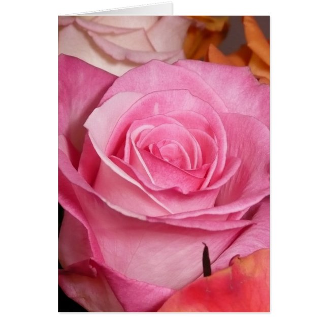 Roze Rose (Voorkant)