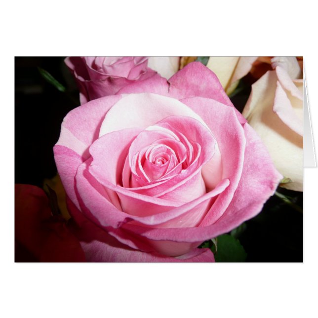 Roze Rose (Voorkant Horizontaal)