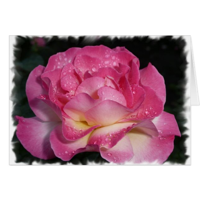 Roze Rose (Voorkant Horizontaal)