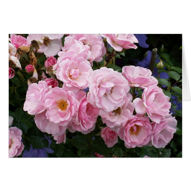 Roze Rose (Voorkant Horizontaal)