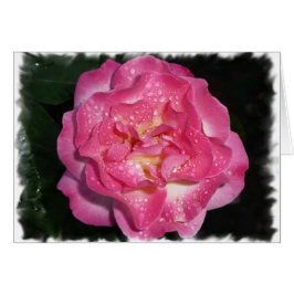 Roze Rose