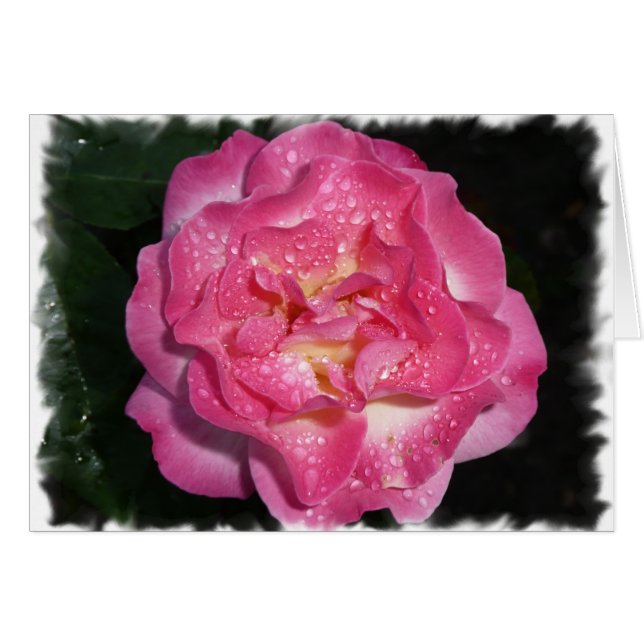 Roze Rose (Voorkant Horizontaal)