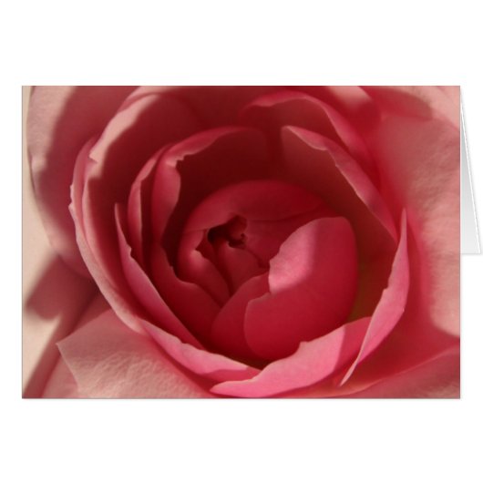 Roze Rose (Voorkant Horizontaal)