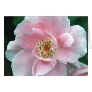 Roze Rose
