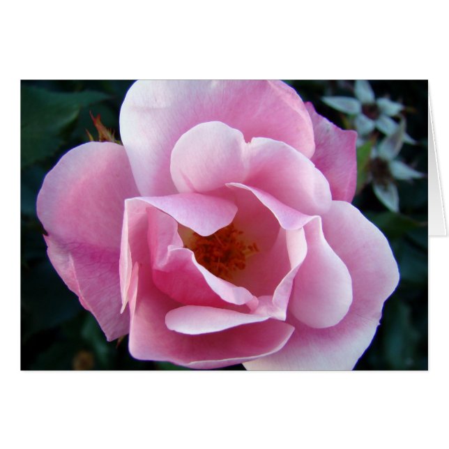 Roze Rose (Voorkant Horizontaal)