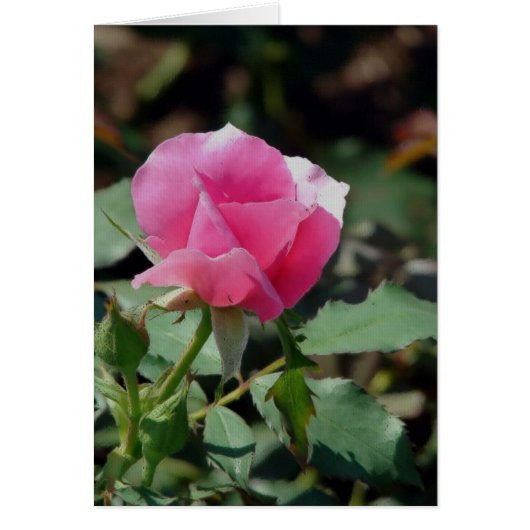 Roze Rose (Voorkant)