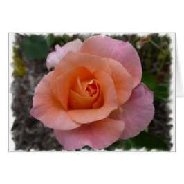 Roze Rose
