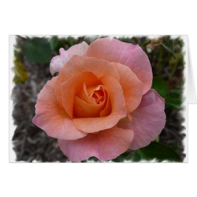 Roze Rose (Voorkant Horizontaal)