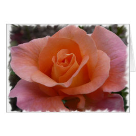 Roze Rose